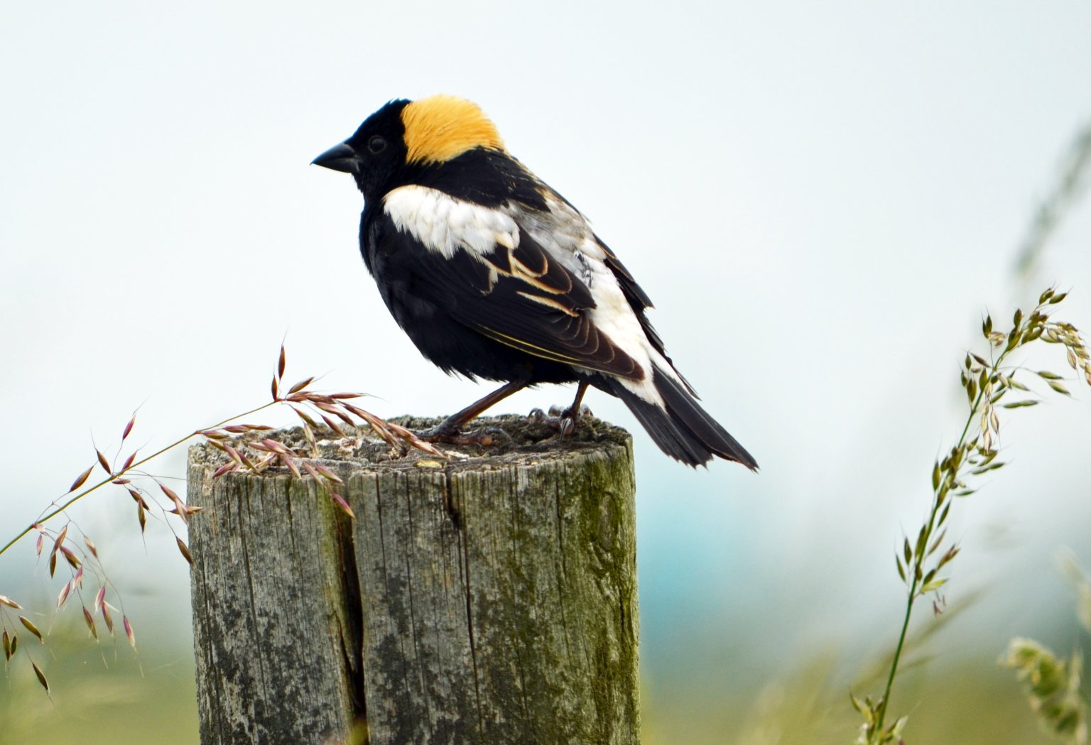 bird-of-the-week-bobolink-huron-clinton-metroparks