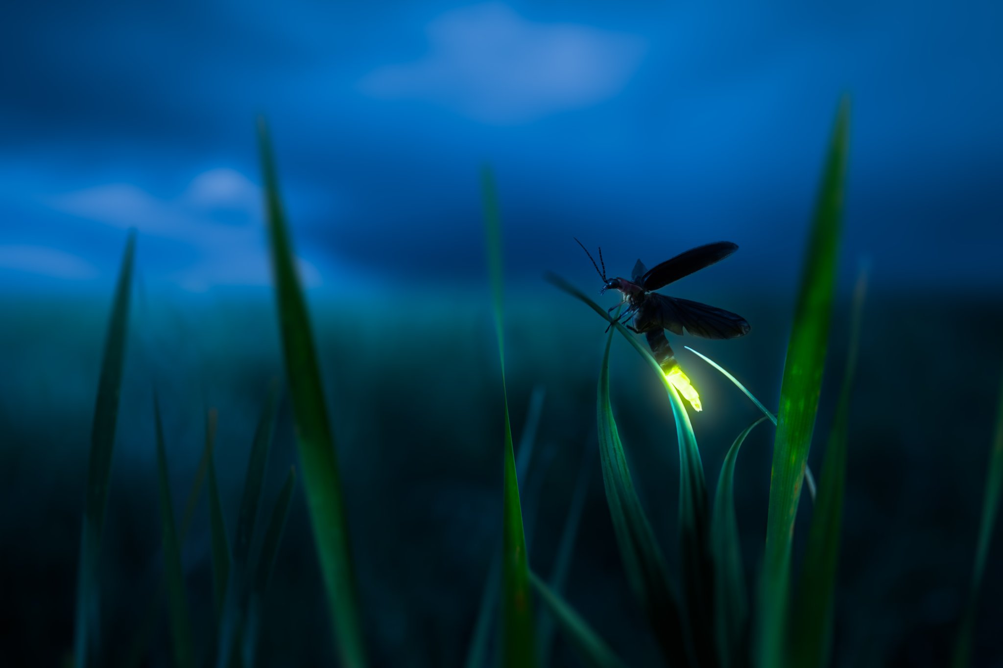 Биолюминесценция светлячков