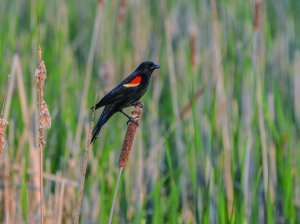 Male red wing blackbird perching on cattail stalks in the marsh.