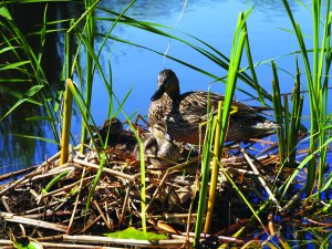 Duck with ducklings in the nest in the water on a sunny day