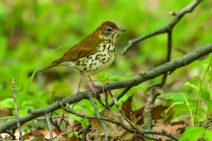 A Wood Thrush is perched on a branch on the ground. Rondeau Provincial Park, Chatham-Kent, Ontario, Canada.