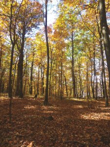 Woods during Autumn with colorful fall foliage on trees and leaf litter blanketing the ground.