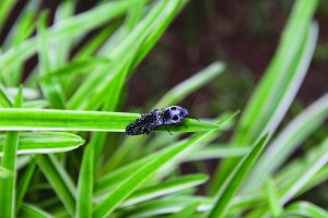 Eastern Eyed Click Beetle sits on large blade of green grass
