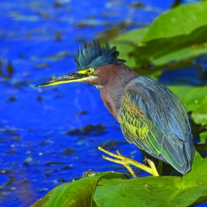 Green Heron hunting on water in his habitat. Latin name - Butorides virescens. Focus on eye and crest plumage.